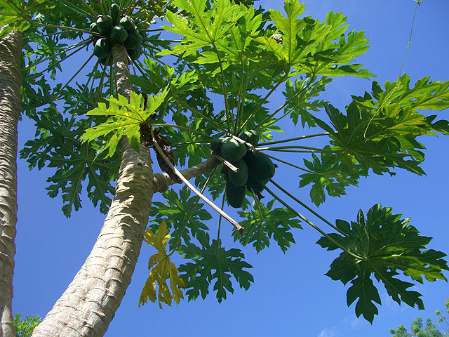 20071201-albero-di-papaya